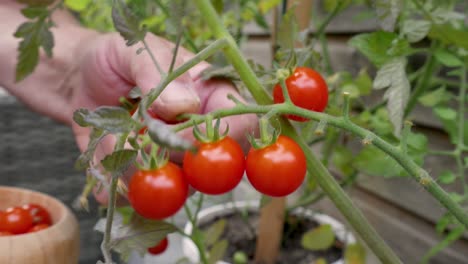 Kaukasischer-Mann-Pflückt-Vorsichtig-Reife-Tomaten-Aus-Einem-Tomatenstrauch-Im-Garten-Und-Legt-Sie-In-Eine-Schüssel