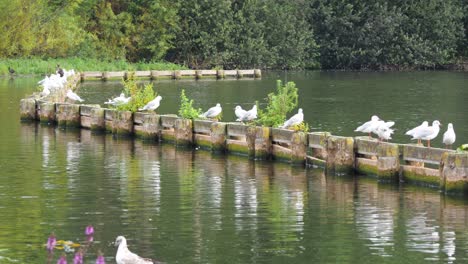 many-seagulls-sit-side-by-side-on-a-wooden-wall-in-the-lake