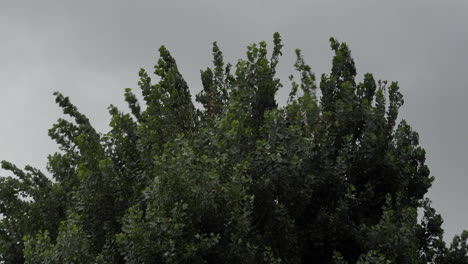 Hohe-Bäume-Werden-Heftig-Erschüttert-Und-Geschleudert,-Während-Dicke-Graue-Wolken-Bei-Sturm-Ellen-Im-Hintergrund-Vorbeiziehen