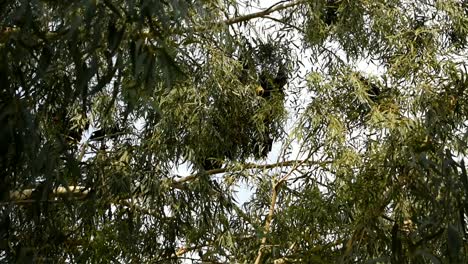 Murciélagos-Colgando-De-Un-árbol-En-El-Momento-De-La-Puesta-De-Sol-Cerca-De-Un-Lago