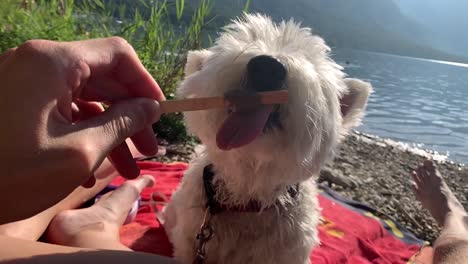Wide-shot-of-dog-licking-ice-cream-on-the-wooden-stick-in-slow-motion