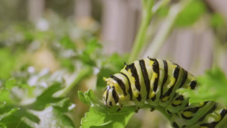 Caterpillar-eating-parsley-gets-scared-and-shrinks