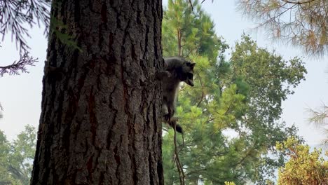 Still-shot,-cute-raccoon-clinging-to-side-of-pine-tree-looks-around