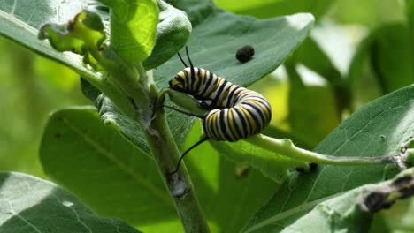 Monarch-Raupe-Auf-Seidenpflanze---Sich-Windender,-Schlagender-Abwehrmechanismus