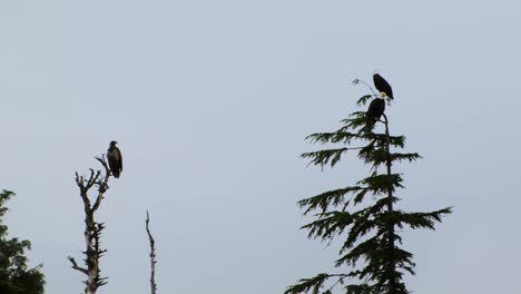 Two-adult-bald-eagles-and-a-juvenile-bald-eagle-resting-on-top-of-the-trees-in-Sitka,-Alaska