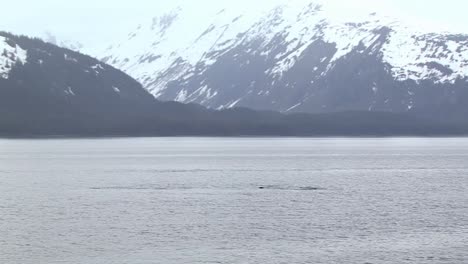 Orca-or-killer-whale-in-the-search-of-food,-coming-out-to-the-surface-for-air,-in-Alaska