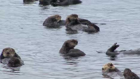 Cute-sea-otters-grooming-themselves-and-floating-in-the-shallow-waters-of-the-ocean-in-a-rainy-day,-Sitka,-Alaska