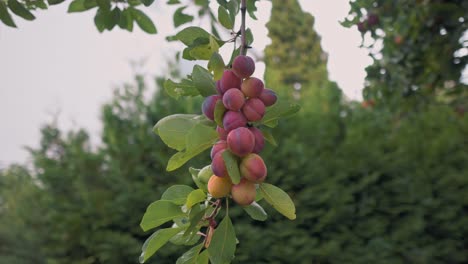 Plums-hanging-on-a-branch-off-of-a-tree