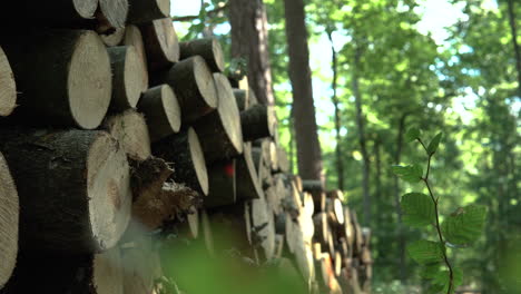 Tilt-down-on-large-stack-of-cut-wood-logs-in-green-forest-on-sunny-day