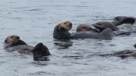 Sea-otters,-playing-with-each-other-and-floating-in-the-shallow-waters-of-the-ocean-in-a-rainy-day,-Sitka,-Alaska