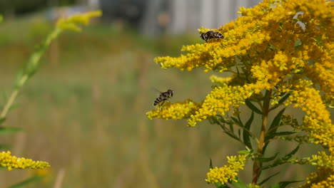 Bees-foraging-goldenrod-flower-heads