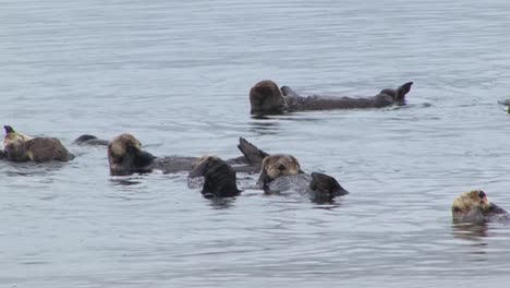 Sea-otters-grooming-themselves-and-floating-in-the-shallow-waters-of-the-ocean,-Sitka,-Alaska