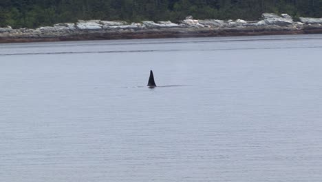 Male-orca-or-killer-whale-in-the-search-of-food,-in-Alaska
