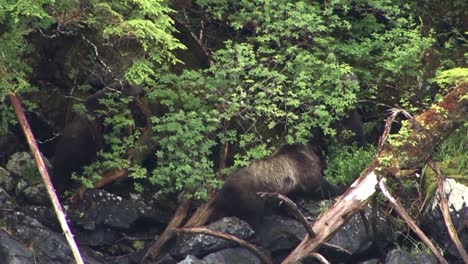 Black-bear-and-two-cubs-eating-berries-on-the-river-bank-in-Alaska