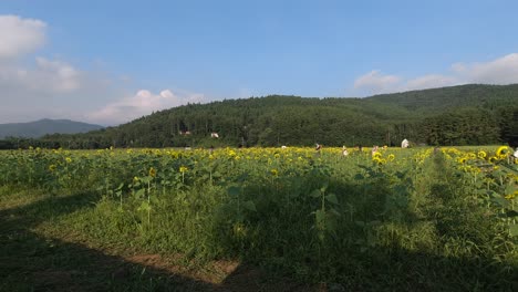 Wide-open-view-out-on-Sunflower-field-on-bright-and-sunny-day-with-people-enjoying-themselves