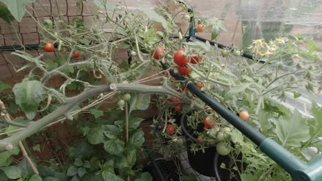 Jugosos-Tomates-Cherry-Negros-Rojos-De-Cosecha-Propia-Que-Crecen-En-El-Invernadero-Del-Jardín.