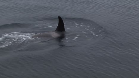 Close-shot-of-a-small-female-orca-or-killer-whale-in-Alaska's-waters