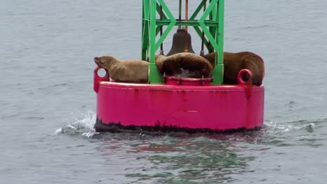 Sea-lions-laying-on-navigational-buoy-in-Juneau,-Alaska