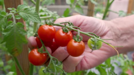 Männliche-Hände-Pflücken-Sorgfältig-Reife-Tomaten-Aus-Einem-Tomatenstrauch-Im-Garten