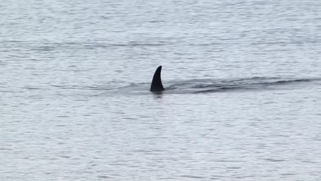 Orca-Oder-Killerwal-Auf-Der-Suche-Nach-Nahrung-In-Alaska