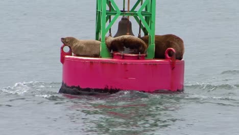 Sea-lions-in-the-ocean,-laying-on-navigational-buoy-in-Juneau,-Alaska