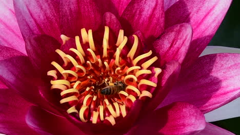 Close-up-of-a-been-on-a-water-lily-flower