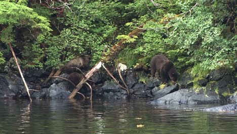Black-bear-and-two-cubs-walking-on-the-rocks-of-the-river-bank-in-Alaska
