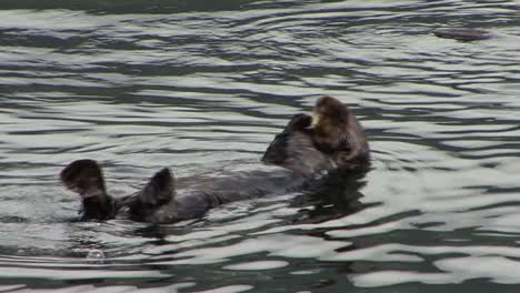 Cute-sea-otter-rolling-in-the-ocean-water