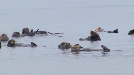 Colony-of-sea-otters-grooming-themselves-and-floating-in-the-shallow-waters-of-the-ocean,-Sitka,-Alaska