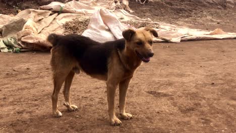 Ein-Hund-Ohne-Schwanzunterernährung-In-Der-Wüste-Afrikas-Kenia