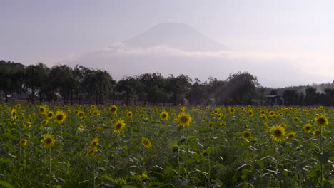 Beautiful-view-out-on-sunflower-field-with-silhouette-of-Mount-Fuji-in-distance---locked-off-shot
