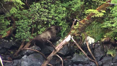 Black-bear-cub-eating-berries-sitting-on-river-bank-rocks-in-Alaska