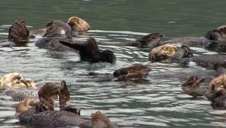 Cute-sea-otter-rolling-in-the-water-in-between-the-other-members-of-the-colony