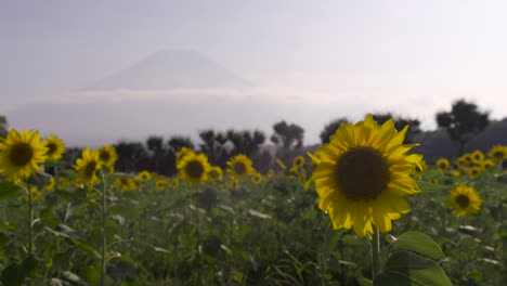 Hermosa-Silueta-Del-Monte-Fuji-En-La-Distancia-Con-Girasoles-En-Primer-Plano---Vista-Bloqueada