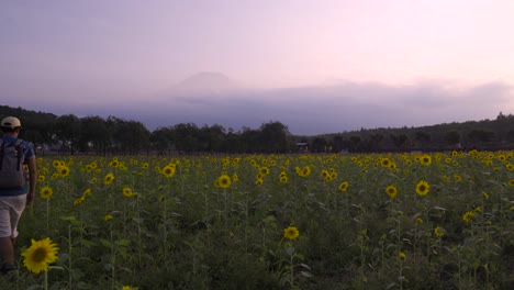 Male-hiker-walking-into-sunflower-field,-looking-at-Mt-Fuji-in-the-distance