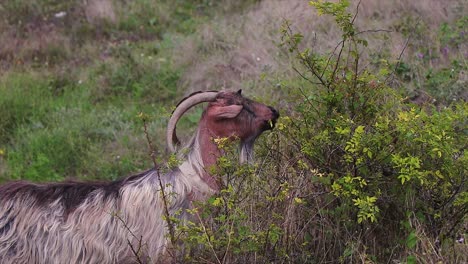 Goat-eating-a-plant-in-nature