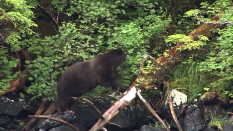 Black-bear-walking-on-the-rocks-of-the-river-bank-and-eating-berries-with-her-cub