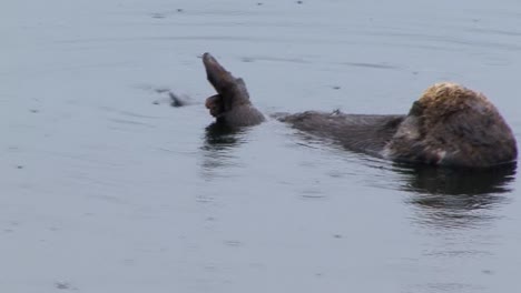 Sea-otter,grooming-herself-and-floating-in-the-ocean-water