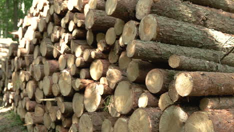 Raw-cut-wood-for-furniture-manufacturing-industry
