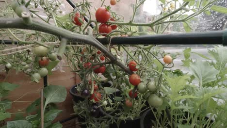 Jugosos-Tomates-Cherry-Rojos-Y-Negros-De-Cosecha-Propia-Que-Crecen-En-El-Invernadero-Del-Jardín.