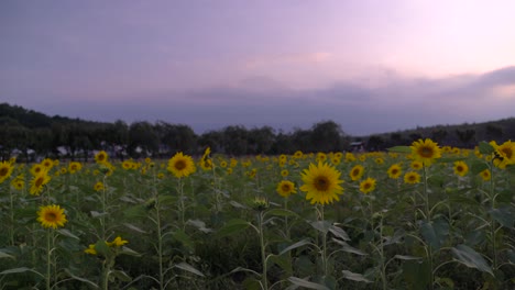 Beautiful-sunflower-field-at-sunset-with-almost-completely-cloud-covered-Mt-Fuji-in-distance