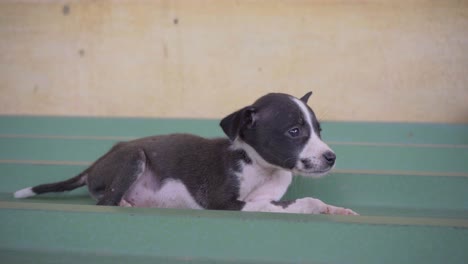 Cachorro-Blanco-Y-Negro-Recién-Nacido-Lindo