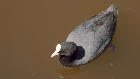 Coot-dives-underwater-in-pond,-slow-motion-close-up