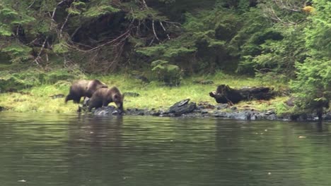 Schwarzbärenfamilie,-Die-Das-Flussufer-In-Alaska-Hinuntergeht