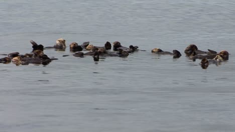 Wide-shot-of-sea-otters-colony