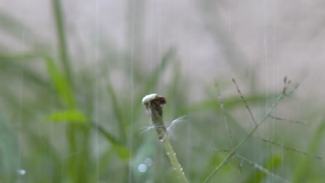 Rain-in-the-middle-of-the-garden-bathing-a-dandelion