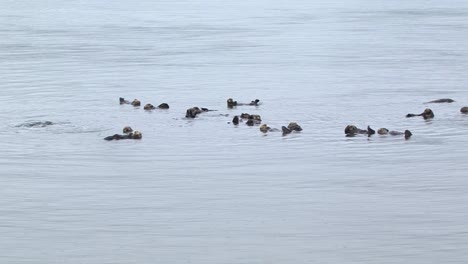 Wide-shot-of-sea-otters-floating-in-the-shallow-waters-of-the-ocean,-Sitka,-Alaska
