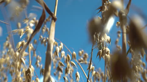 Stalks-of-dry-brown-oats-wheat-plant-blowing-in-wind-against-blue-sky-static-shot