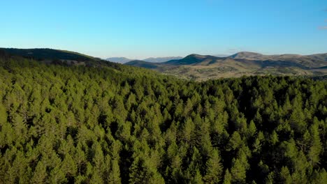 Flying-over-pine-trees-forest-green-texture-with-mountain-and-bright-sky-background-in-Balkans