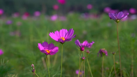 Nahaufnahme-Von-Schönen-Lila-Blumen,-Draußen-An-Hellen-Und-Sonnigen-Tagen-Mit-Hintergrundunschärfe
